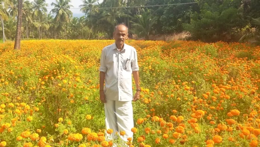വി ചെന്താമര ചെണ്ടുമല്ലിത്തോട്ടത്തിൽ
