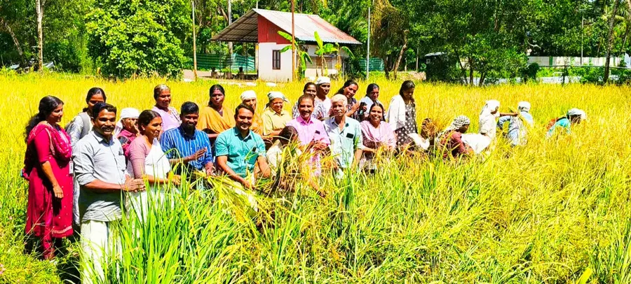കഞ്ഞിക്കുഴി 12–ാം വാർഡിലെ കണ്ണർകാട് പാടശേഖരത്തിൽ നടന്ന കൊയ്ത്തുത്സവം ബ്ലോക്ക് പഞ്ചായത്ത് വൈസ്പ്രസിഡന്റ് ഉദേഷ് യു കൈമൾ ഉദ്ഘാടനംചെയ്യുന്നു