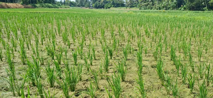 വെള്ളമില്ലാതെ പാടശേഖരങ്ങൾ
