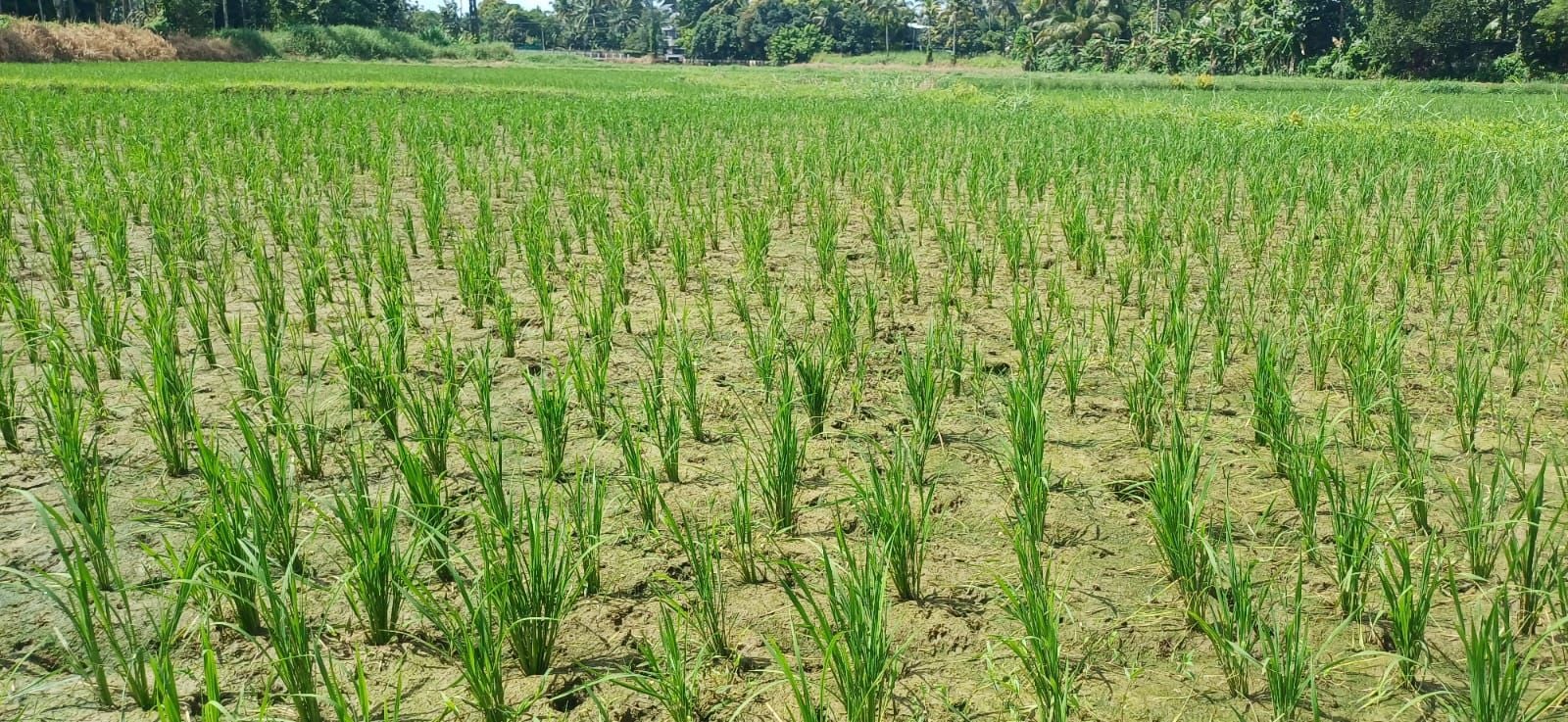 വെള്ളമില്ലാതെ പാടശേഖരങ്ങൾ