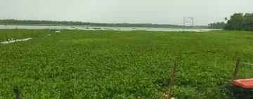 പന്മന പോരൂക്കര വട്ടക്കായലിൽ നിറഞ്ഞുകിടക്കുന്ന കുളവാഴകൾ