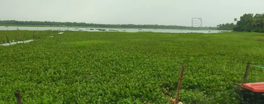 പന്മന പോരൂക്കര വട്ടക്കായലിൽ നിറഞ്ഞുകിടക്കുന്ന കുളവാഴകൾ