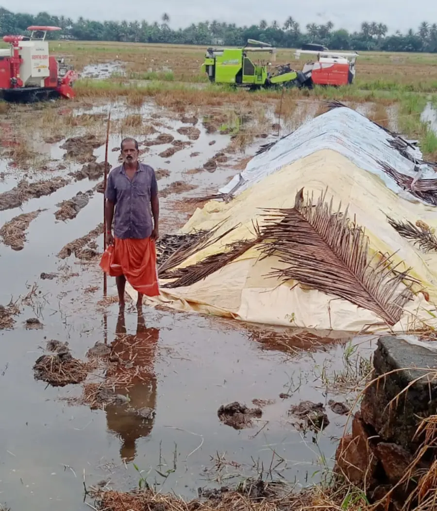 കിളിയങ്കാവ് വടക്ക് പാടശേഖരത്തിൽ നെല്ല് സംഭരിക്കാത്തതിനെത്തുടർന്ന് പാടശേഖരത്തിൽ കൂട്ടിയിട്ടിരിക്കുന്നു