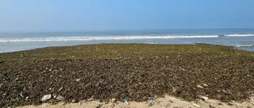 ചണ്ടി
അടിഞ്ഞുകൂടിയ നിലയിൽ
