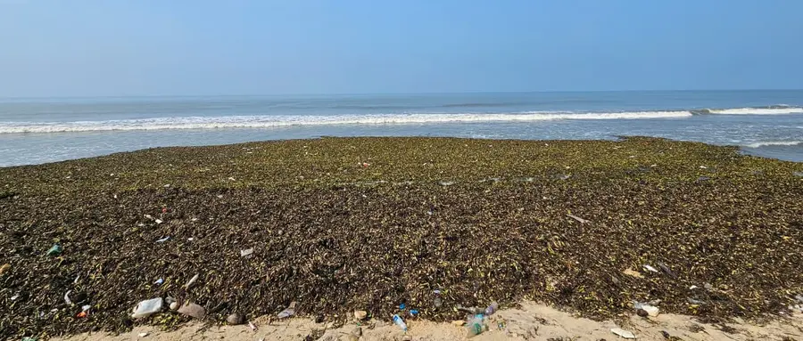 ചണ്ടി
അടിഞ്ഞുകൂടിയ നിലയിൽ