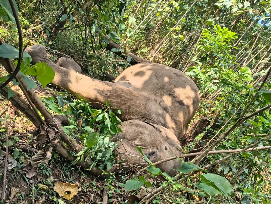 എണ്ണപ്പന തോട്ടത്തില്‍ ചത്തനിലയില്‍ കണ്ടെത്തിയ പിടിയാനയുടെ ജഡം