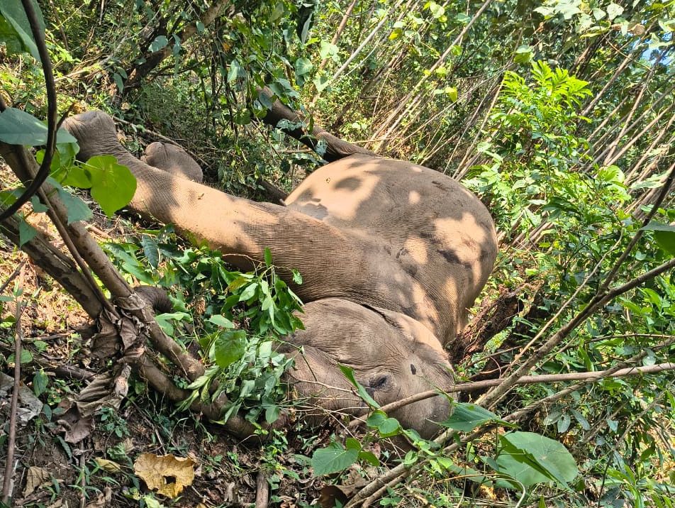എണ്ണപ്പന തോട്ടത്തില്‍ ചത്തനിലയില്‍ കണ്ടെത്തിയ പിടിയാനയുടെ ജഡം