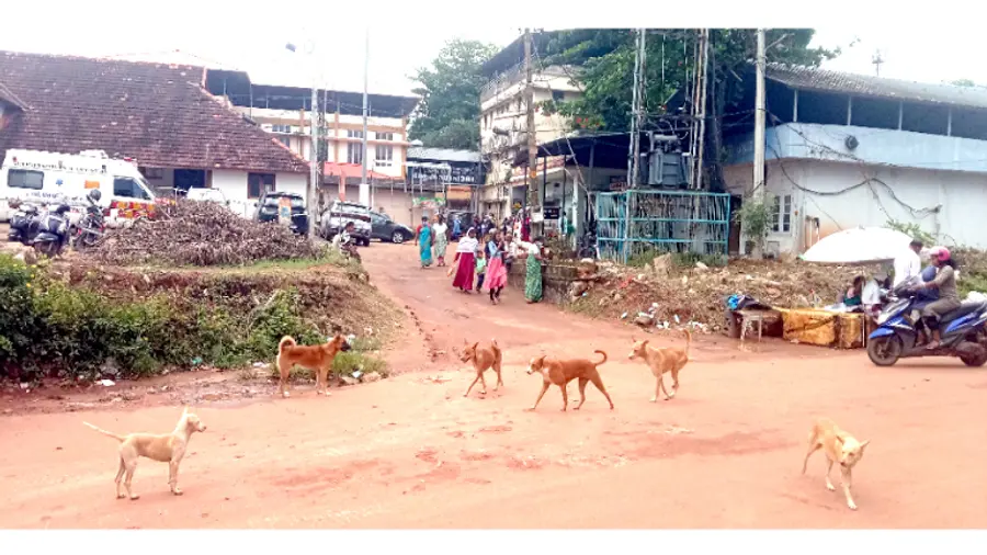 ചിറയിൻകീഴ് താലൂക്കാശുപത്രിക്ക്‌ സമീപം തെരുവുനായകൾ
