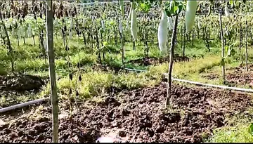 കുഴുപ്പിള്ളി രവിയുടെ പടവല കൃഷി കാട്ടുപന്നികൾ നശിപ്പിച്ച നിലയിൽ