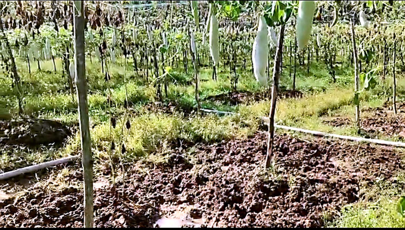 കുഴുപ്പിള്ളി രവിയുടെ പടവല കൃഷി കാട്ടുപന്നികൾ നശിപ്പിച്ച നിലയിൽ