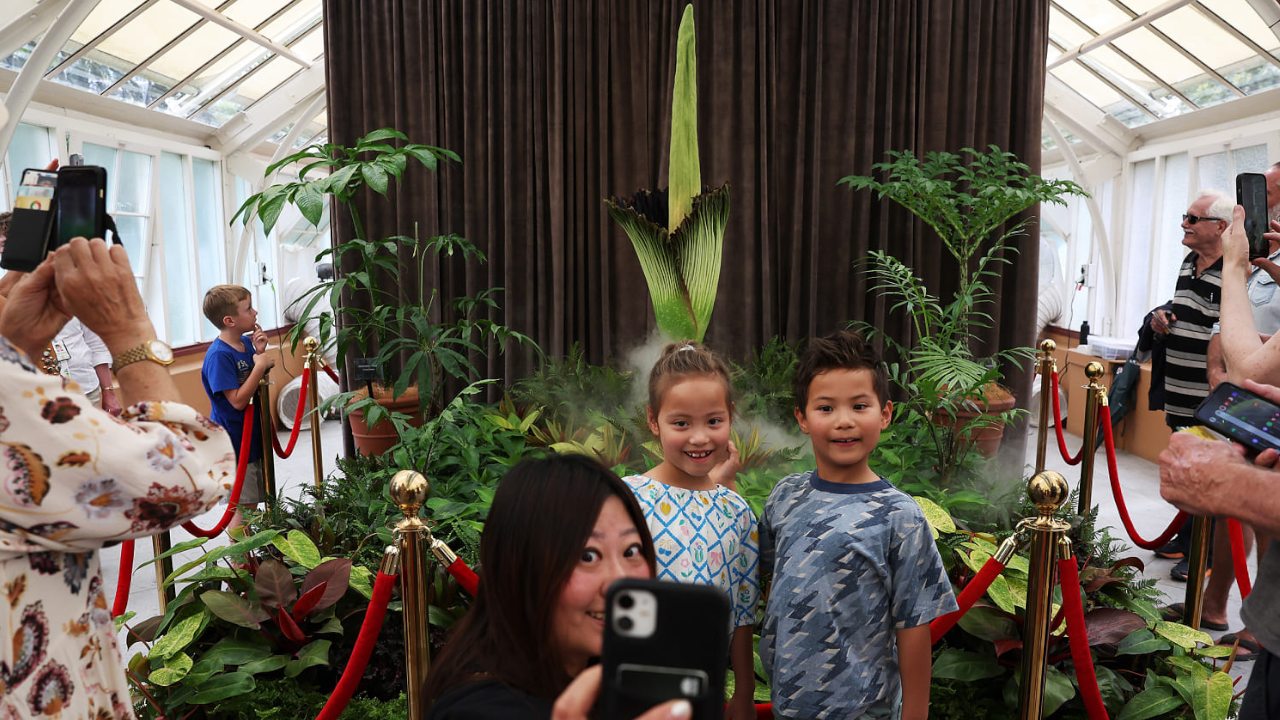 corpse flower