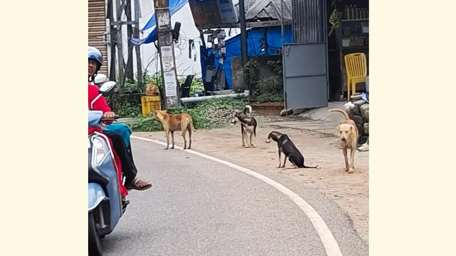 ആറ്റിങ്ങൽ ചിറയിൻകീഴ് റോഡിൽ പുരവൂരിൽ തമ്പടിച്ച തെരുവ് നായകൾ