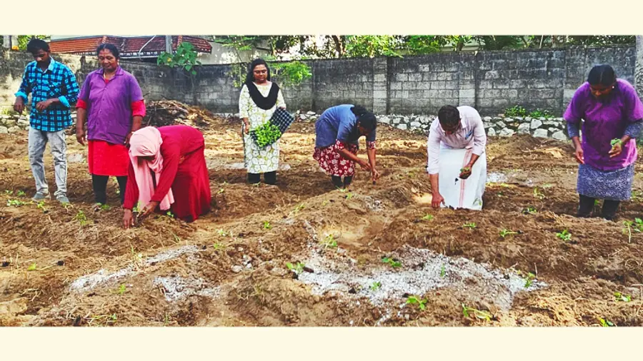 പെരുമാതുറയിൽ ഓണക്കൃഷിക്ക് തുടക്കമിടുന്നു ​ ​