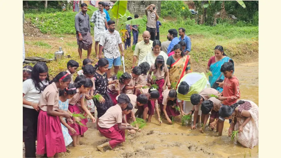 മുദാക്കൽ ചെമ്പൂര് പാടശേഖരത്തിലെ നടീൽ ഉത്സവത്തിൽനിന്ന്‌