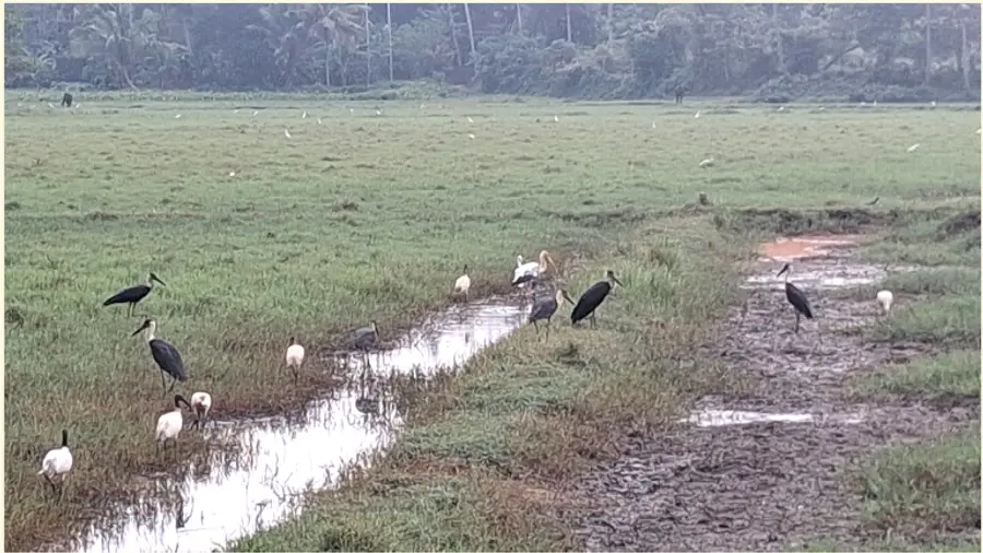 കിഴുവിലം കവണശേരി പാടത്ത് വിരുന്നെത്തിയ വർണക്കൊക്കുകൾ 