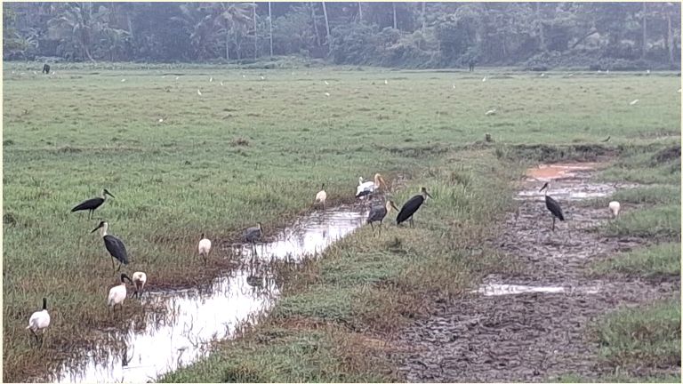 കിഴുവിലം കവണശേരി പാടത്ത് വിരുന്നെത്തിയ വർണക്കൊക്കുകൾ ​