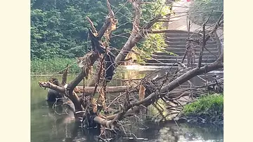 പാലക്കടവ് പാലത്തിനടിയിൽ കൂറ്റൻ മരം തങ്ങിനിൽക്കുന്നു