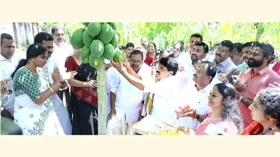 ഉള്ളൂർ കൃഷിഭവൻ ചെഞ്ചേരിയിൽ ഒരുക്കിയ പപ്പായ കൃത്യതാ കൃഷി മാതൃകാതോട്ടത്തിലെ വിളവെടുപ്പ്   മന്ത്രി ടി സിദ്ദിഖ് ഉദ്ഘാടനം ചെയ്യുന്നു