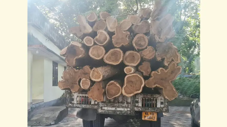 തമിഴ്നാട്ടിലേക്ക് കടത്താൻ ശ്രമിക്കുന്നതിനിടെ വനംവകുപ്പ്
പരുത്തിപ്പള്ളി റേഞ്ചിൽ പിടികൂടിയ തേക്കിൻതടികൾ