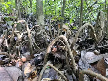 കമ്മാടം കാവ്‌ ചതുപ്പിലെ കണ്ടൽ മരങ്ങൾ