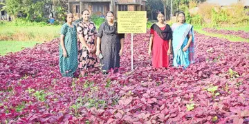 തിരുവോണം ജെഎൽജി ഗ്രൂപ്പിലെ കർഷകർ ​ അഴീക്കോട് ചാലിലെ കൃഷിയിടത്തിൽ