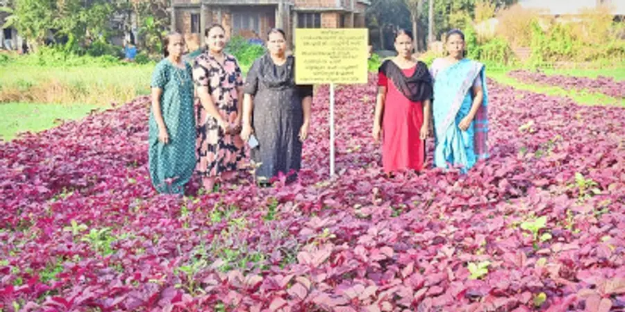 തിരുവോണം ജെഎൽജി ഗ്രൂപ്പിലെ കർഷകർ ​ അഴീക്കോട് ചാലിലെ കൃഷിയിടത്തിൽ
