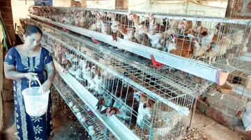 പിലിക്കോട്‌ വയലിലെ  കെ രഷിത വീടിന്റെ മട്ടുപ്പാവിലെ കോഴി ഫാമിൽ