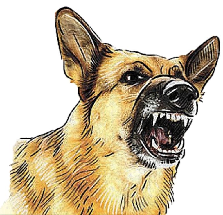 തെരുവുനായ ശല്യം തുടര്‍ക്കഥ