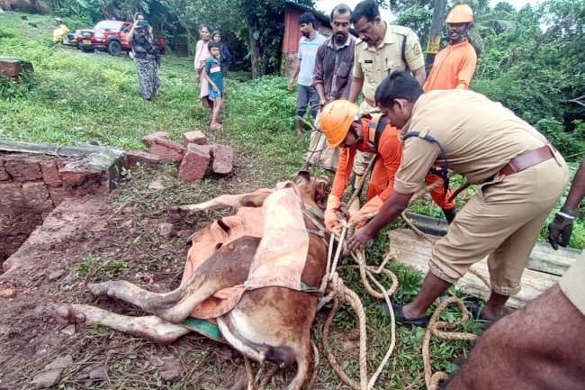 കൊല്ലങ്കാനയിൽ കോഴിമാലിന്യ ടാങ്കിൽ വീണ പശുവിനെ കാസർകോട്‌  അഗ്നിരക്ഷാ സേനയുടെ നേതൃത്വത്തിൽ പുറത്തെത്തിച്ചപ്പോൾ