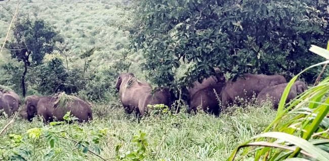 റാണിപുരം മാനിപ്പുറം മലയിൽ തമ്പടിച്ച ആനക്കൂട്ടം 