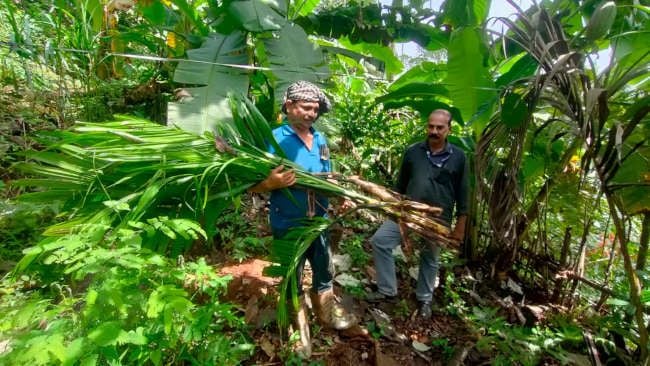 പന്നിക്കൂട്ടം നശിപ്പിച്ച കമുകിൻ തൈകളുമായി കർഷകൻ ബേബി പുതിയറ തോട്ടത്തിൽ. സമീപം കൃഷി അസിസ്റ്റന്റ് സുരേഷ് കുറ്റൂർ