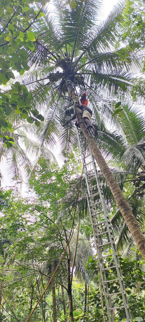 തെങ്ങിൽ കുടുങ്ങിക്കിടന്ന കപ്പള്ളിയിലെ ബാബുവിനെ അഗ്നിരക്ഷാസേനയും നാട്ടുകാരും  രക്ഷപ്പെടുത്തുന്നു