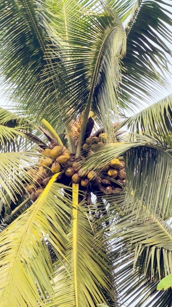 ബേഡകം തെങ്ങ്