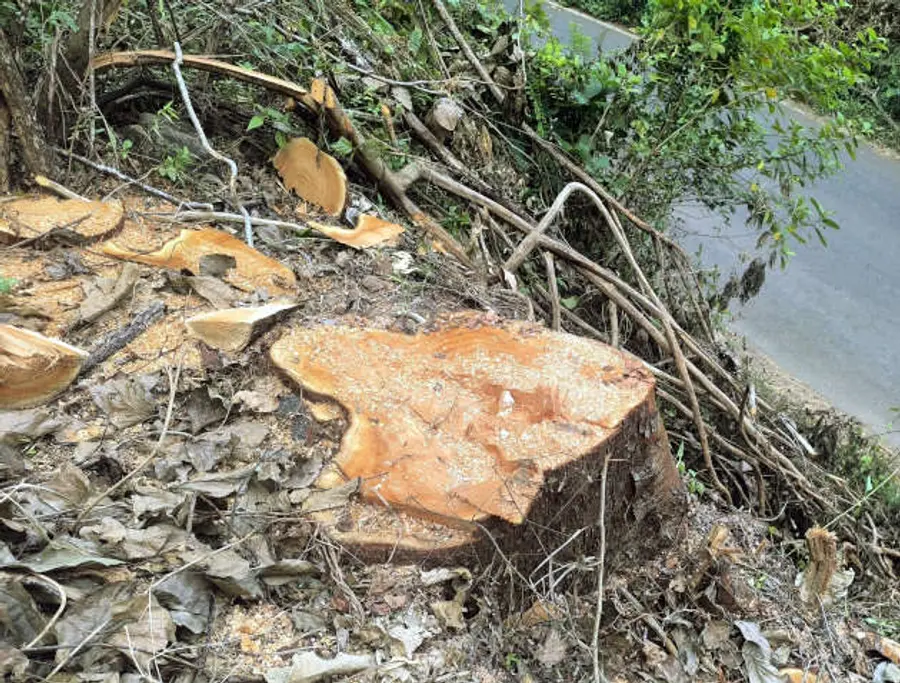 കനകപ്പള്ളി റോഡരികിൽനിന്ന് മരം മുറിച്ചുകടത്തിയ നിലയിൽ