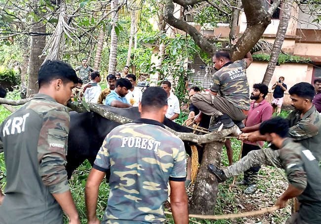 മയക്കുവെടിയേറ്റ പോത്തിനെ വനംവകുപ്പ് ആർആർടി സംഘം കയറിൽ ബന്ധിക്കാനുള്ള ശ്രമം നടത്തുന്നു