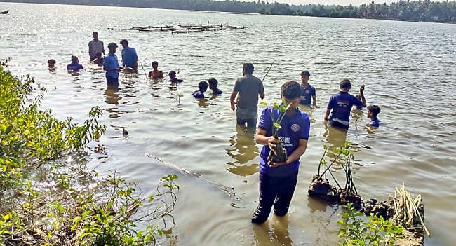 തൃക്കരിപ്പൂർ ജിവിഎച്ച്‌എസ്‌എസ്‌  ഭൂമിത്രാ സേന നേതൃത്വത്തിൽ വയലോടിക്കടവിൽ കണ്ടൽ നടുന്നു 