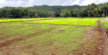 മഴ നിലച്ചതിനാൽ വരണ്ടുണങ്ങുന്ന കിനാനൂരിലെ പാടശേഖരം
