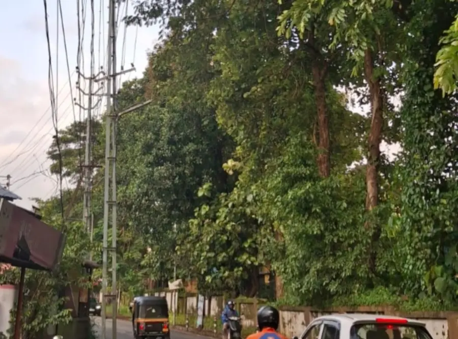 റെയിൽവേ സ്റ്റേഷൻ റോഡിൽ അപകടകരമായ രീതിയിൽ നിൽക്കുന്ന മരങ്ങൾ