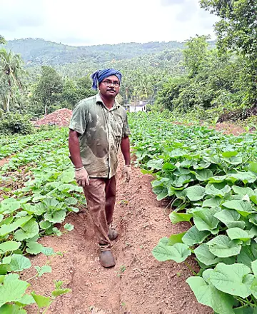 മടിക്കൈ മുണ്ടോട്ടെ പച്ചക്കറി കർഷകൻ  കാരളി രാമചന്ദ്രൻ  കൃഷിയിടത്തിൽ