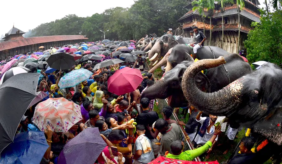 കർക്കിടകം ഒന്നിന് തൃശൂർ വടക്കുന്നാഥ ക്ഷേത്രത്തിൽ നടന്ന ആനയൂട്ട് / ഫോട്ടോ: ഡിവിറ്റ് പോൾ