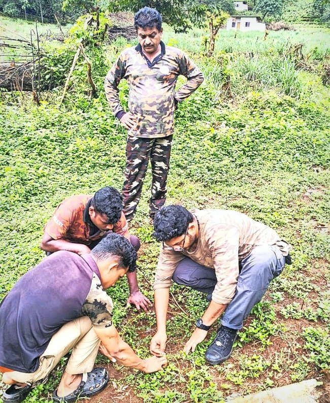 കണ്ണൂർ മഖ്‌നയെ  കണ്ടെത്താൻ ആർആർടി  വെറ്ററിനറി സർജൻ  ഡോ. ഇല്യാസ് റാവുത്തറുടെ നേതൃത്വത്തിൽ  കാൽപ്പാടുകൾ പരിശോധിക്കുന്നു