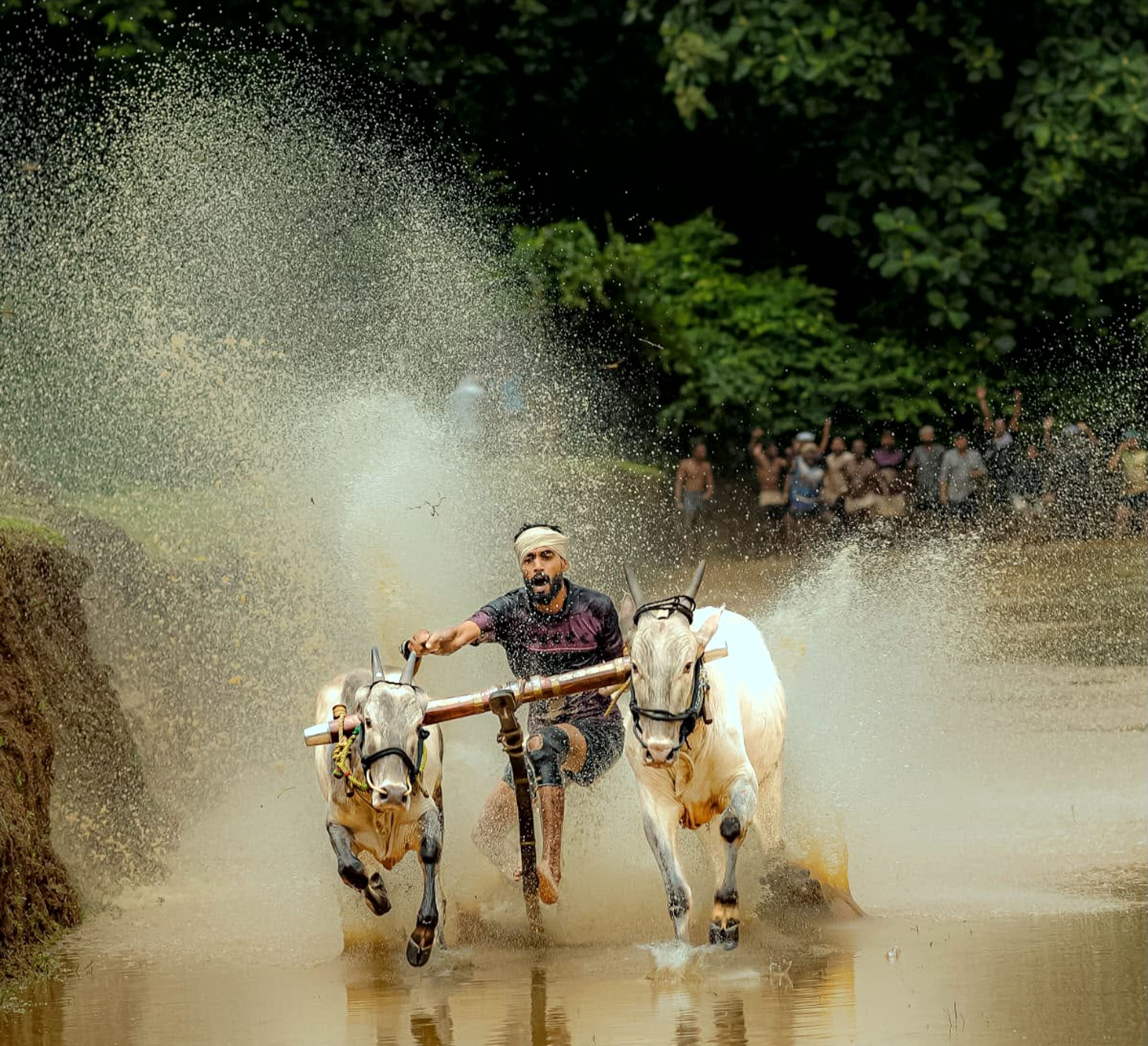ചിതലി പെരുങ്കുന്നം രാമകൃഷ്ണൻ മെമ്മോറിയൽ സ്റ്റേഡിയത്തിൽ നടന്ന കാളപൂട്ട് മത്സരം ( ഫയൽ ചിത്രം)