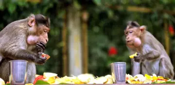 ഇടയിലെക്കാട് കാവിലെ വാനരർക്ക് നവോദയ ഗ്രന്ഥാലയം സംഘടിപ്പിച്ച ഓണസദ്യ