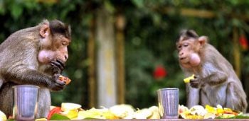 ഇടയിലെക്കാട് കാവിലെ വാനരർക്ക് നവോദയ ഗ്രന്ഥാലയം സംഘടിപ്പിച്ച ഓണസദ്യ