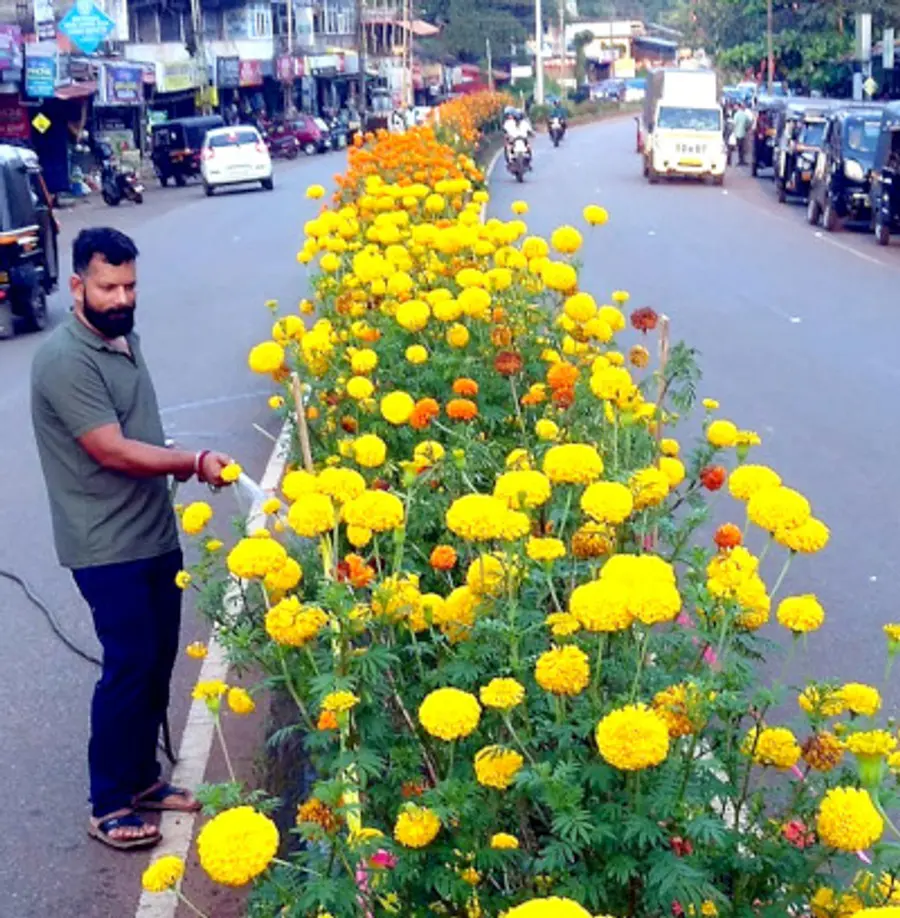 പാണത്തൂരിലെ ടാക്സി ജീപ്പ് ഡ്രൈവർ വിനേഷ് ചെണ്ടുമല്ലി പരിചരണത്തിൽ