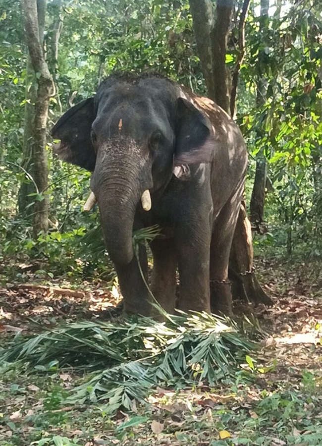 ആറളത്ത്‌ എത്തിച്ച ഉണ്ണികൃഷ്‌ണൻ എന്ന കുങ്കിയാന