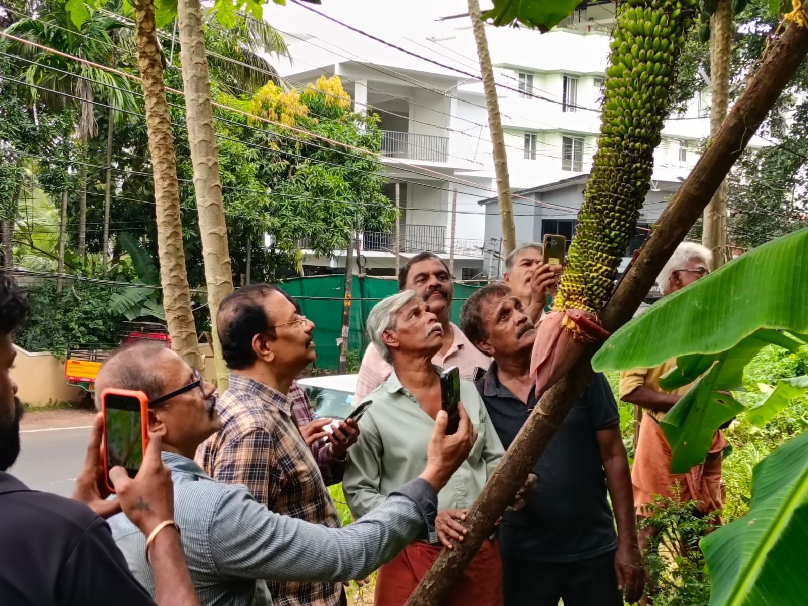 ആയിരം കാച്ചി  വാഴകുല വിളവെടുക്കുന്നു
