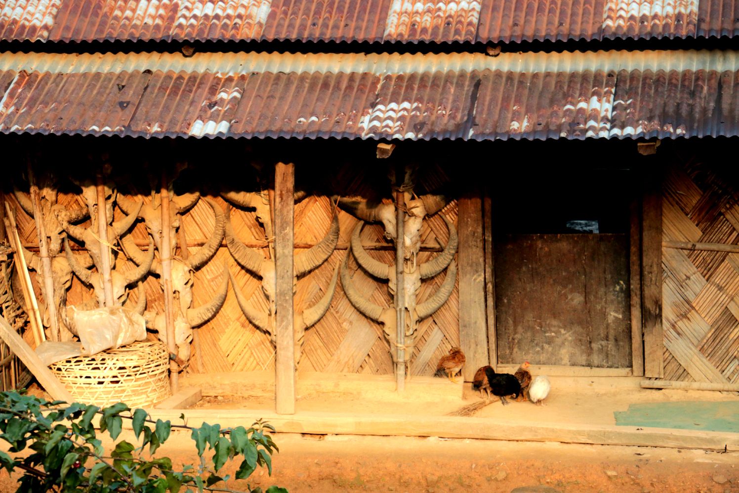 മിഥുൻ എന്ന കാട്ടുകാളയുടെ തലയോട്ടികൾ കൊണ്ട്‌  അലങ്കരിച്ച വീടിന്റെ ഭിത്തി