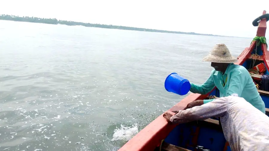 പിടിച്ചെടുത്ത ചെറുമത്തി കടലിൽ തള്ളുന്നു