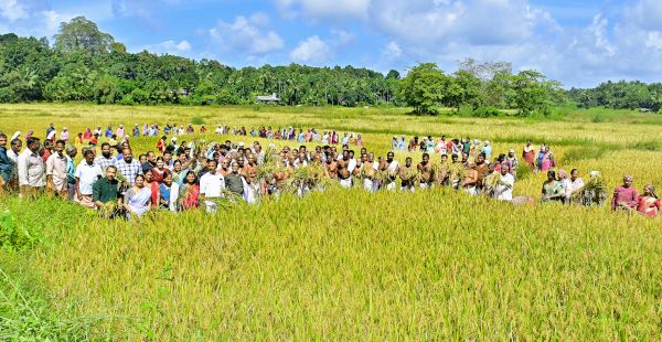 ​മടിക്കൈ ഓർക്കോൽ മീത്തലെപുര വയനാട്ടുകുലവൻ തെയ്യം കെട്ടിനായി ജനകീയ കൂട്ടായ്മയില്‍ ചെയ്ത നെല്‍കൃഷിയുടെ കൊയ്‌ത്തുത്സവം മടിക്കൈ പഞ്ചായത്ത് പ്രസിഡന്റ്‌ എസ് പ്രീത ഉദ്ഘാടനം ചെയ്യുന്നു